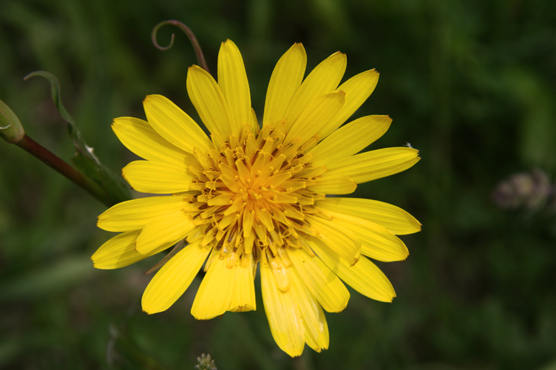 yellow flower