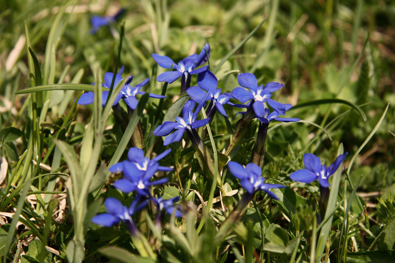 blue flowers