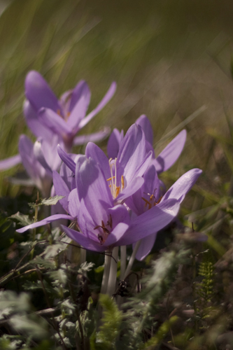 crocus