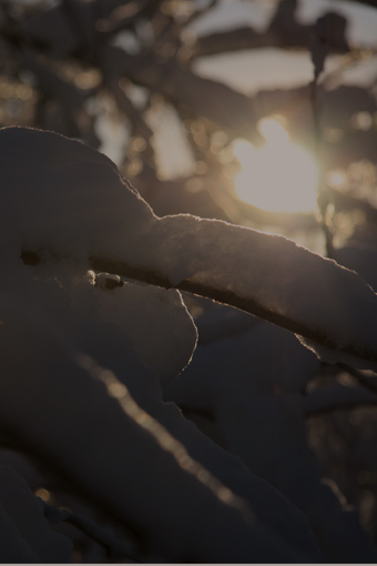 snow on the branch